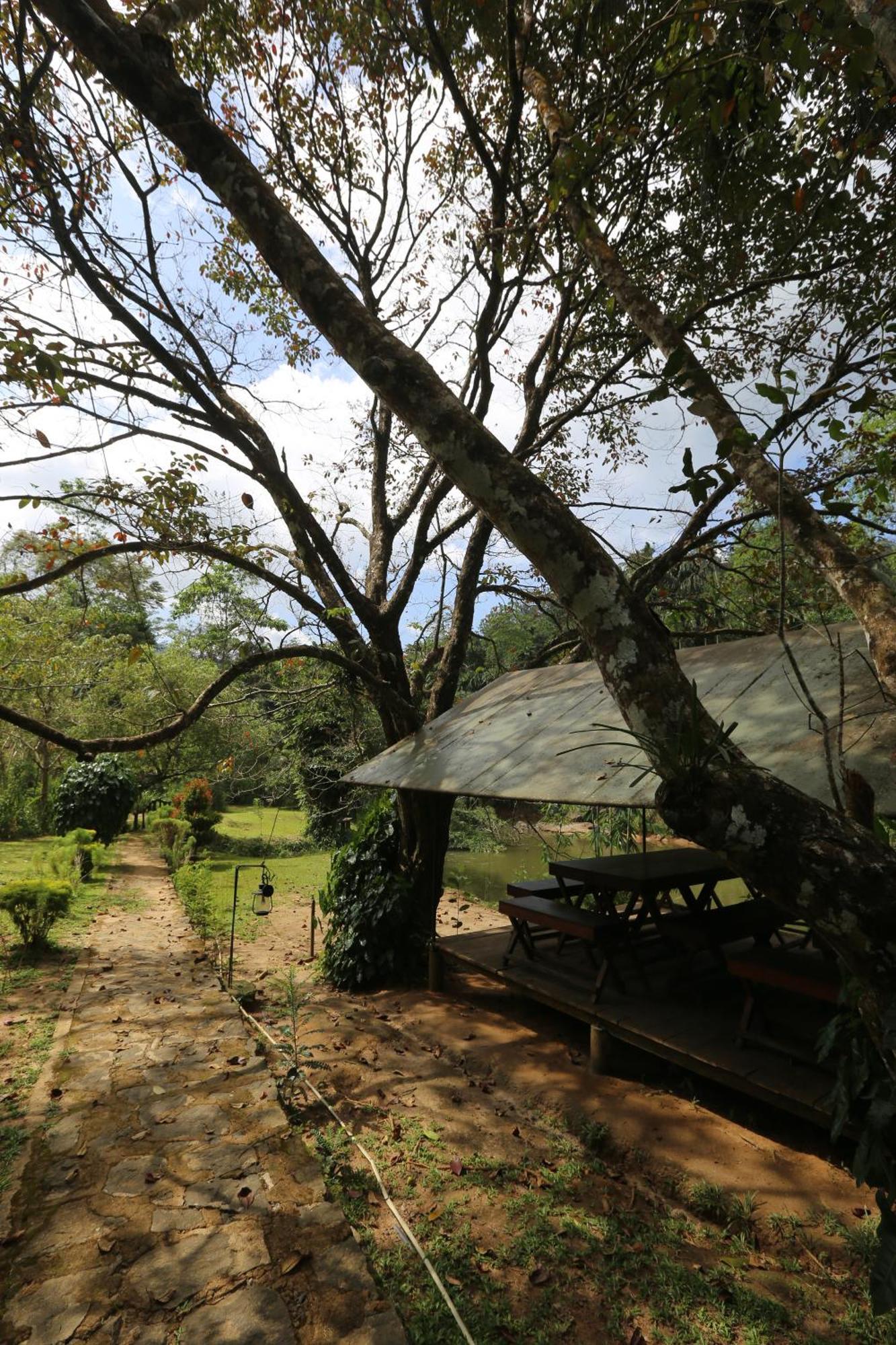 360 Rainforest Deniyaya Luaran gambar