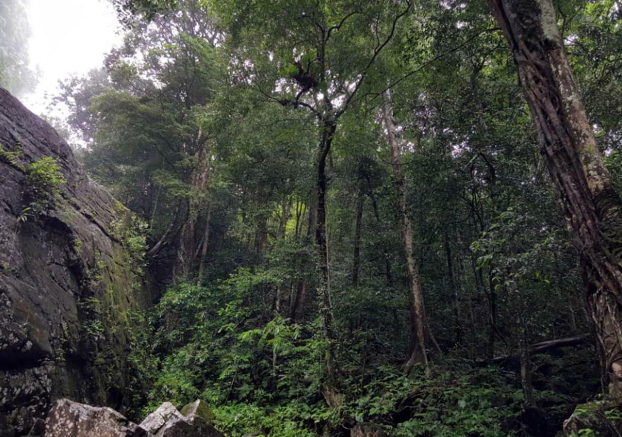 360 Rainforest Deniyaya Luaran gambar